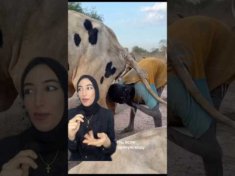 قبيلة سودانية يستحمون ببول الأبقار