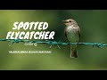 Spotted Flycatcher Calling Spottedflycatcher Escapeintothewild Spotted Flycatcher Calling Spottedflycatcher Escapeintothewild
