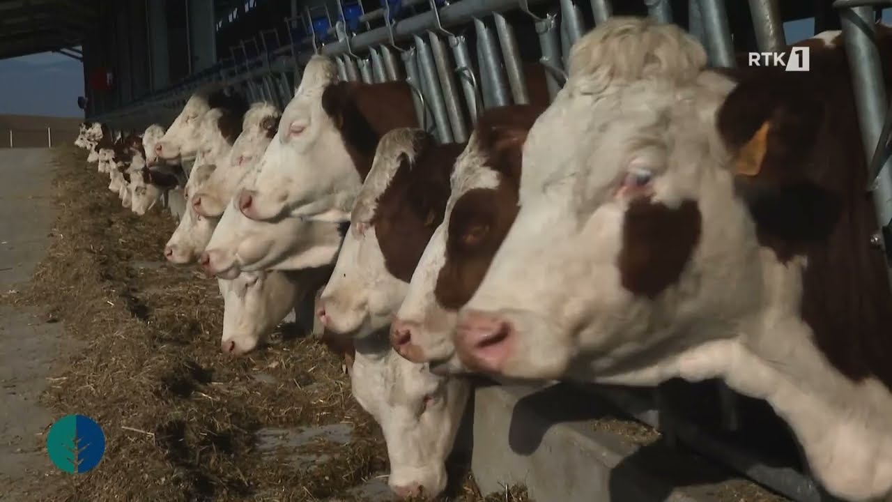 Toka - Fermat e reja të lopëve 18.12.2024