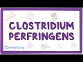 Clostridium perfringens - an Osmosis Preview