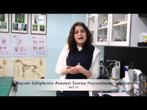 Video: Bir Veterinerin Kedinize Ulusal Saygı Günü Hakkında Söyleyecekleri