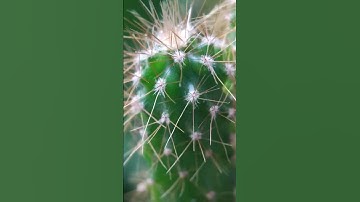 Zoom in on cactus with mobile camera