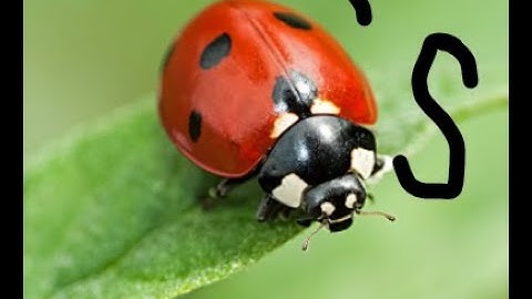 All Bugs In Cell To Singularity