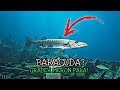 BARACUDA NA ISDA!! NAGPAPAHINGA LANG COOL NA COOL! UNDERWATER EXPLORATION MANILA BAY