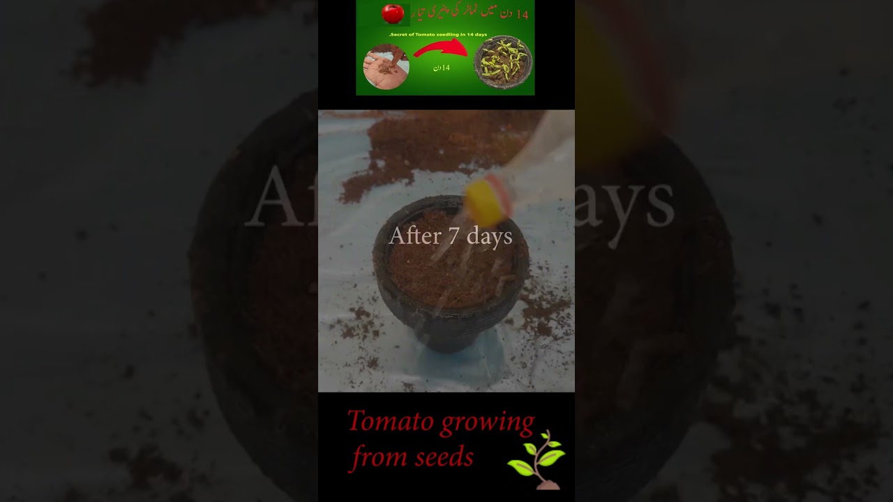 Tomato seedling || Tomato Growing in Pot || 