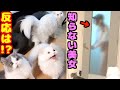 家に知らない美女が急に帰宅した時の猫4匹の反応が面白い笑
