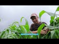 Conozca la exitosa historia de Maximiliano y su campo de milpa