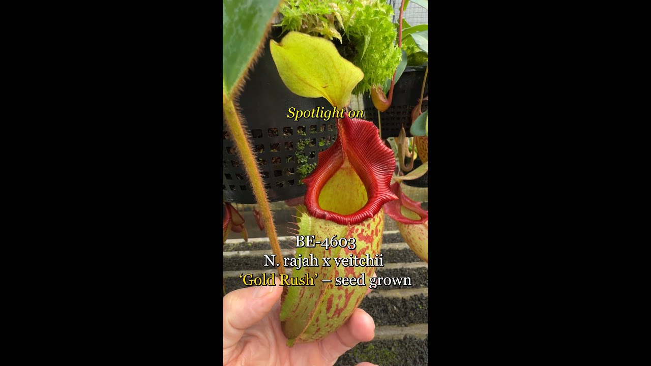 Spotlight On N Rajah X Veitchii Gold Rush Seed Grown BE 4603 spotlight-on-n-rajah-x-veitchii-gold-rush-seed-grown-be-4603