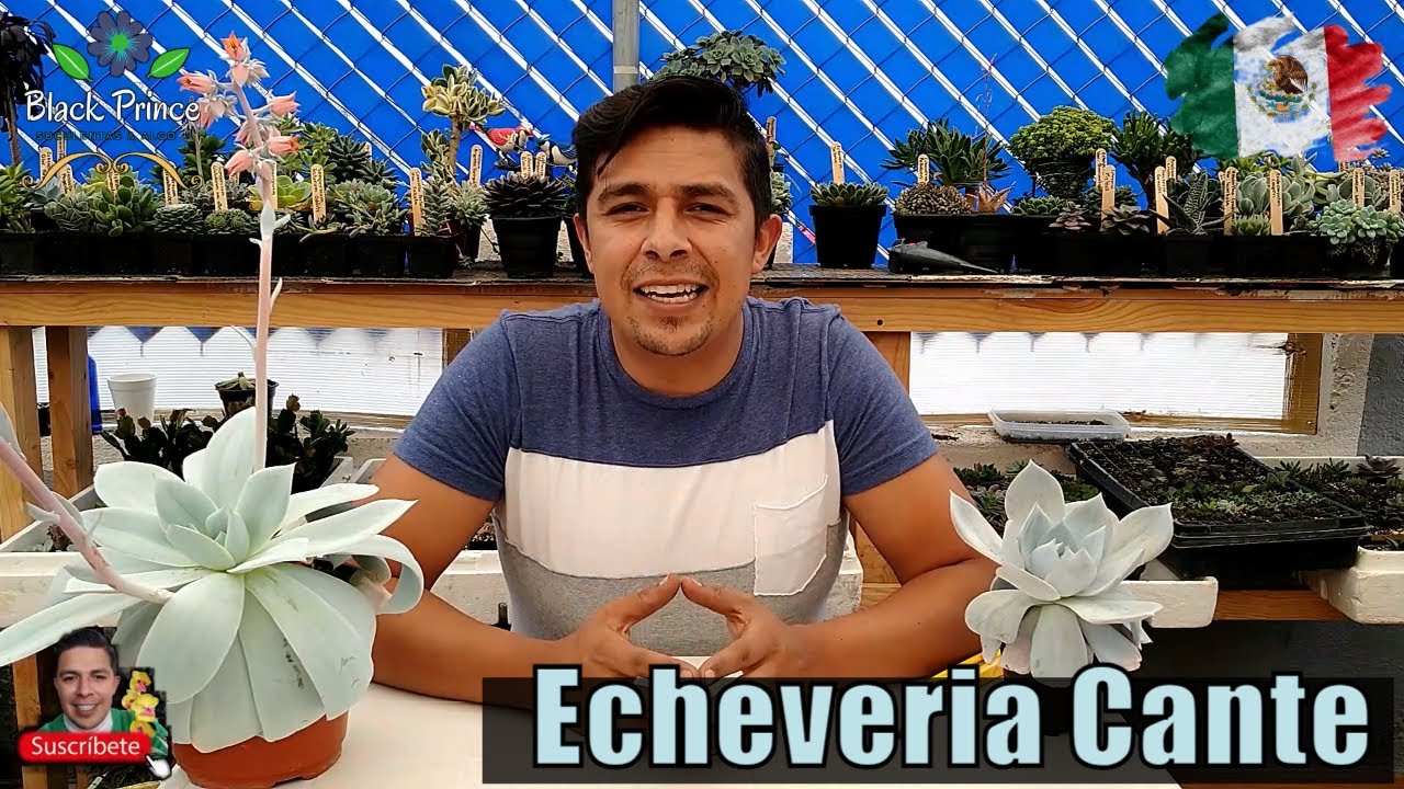 ECHEVERÍA CANTE: CARACTERÍSTICAS, CUIDADOS Y REPRODUCCIÓN (DECAPITACIÓN)