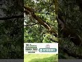 26.5 Guntha Gaonthan Touch with Mango Trees Agricultural Land For Sale – Karjat.