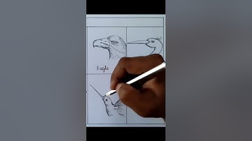 Bird beaks drawing/ Different types of beaks drawing