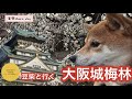 【豆柴散歩】大阪城梅園