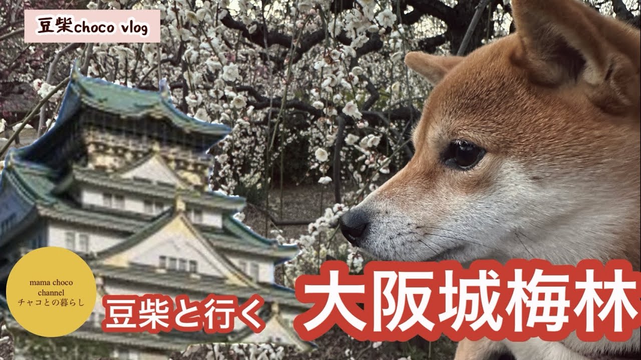 【豆柴散歩】大阪城梅園