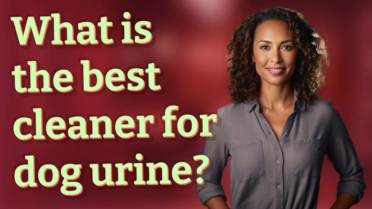 What is the best cleaner for dog urine? YouTube