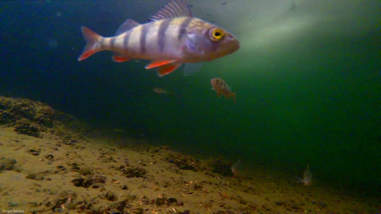 В Царстве Окуня, подводные съемки зимней рыбалки
