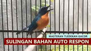 Suara Burung sulingan gunung lokal MERAPI GACOR lot nyiul buat pancingan tledekan bakau & SRDC bahan