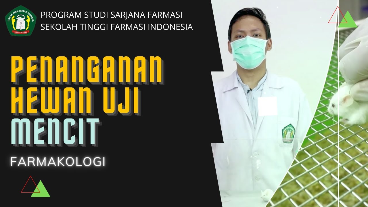CARA PENANGANAN HEWAN UJI MENCIT | FARMAKOLOGI - STFI Bandung 