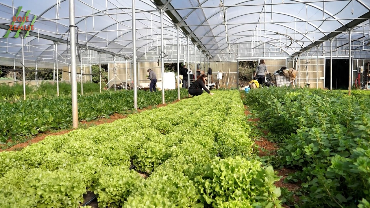 BOJE ZEMLJE Ovčja vuna u polju: novo organsko gnojivo?