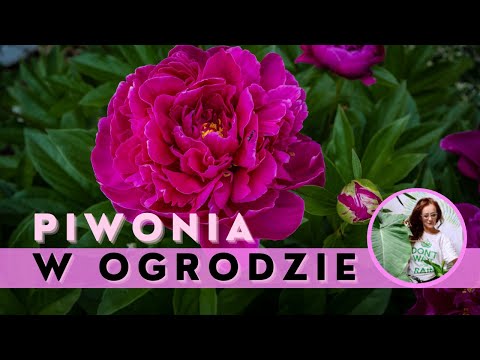 Wideo: Jakie choroby zapadają na piwonie?