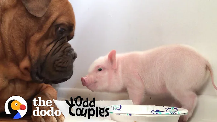 Watch This 135 Pound Dog Fall in Love with a Tiny ...