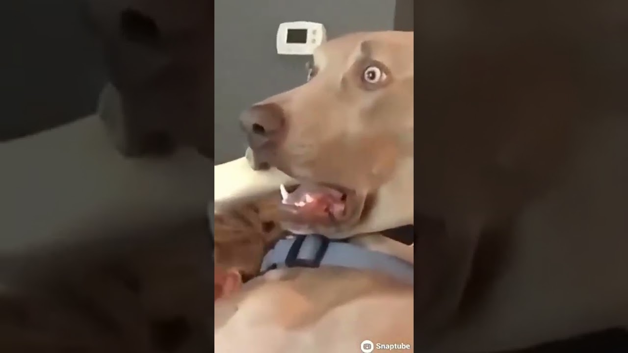 Real dog reaction