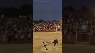 Cogida De Un Toro Cerril Atado En Una Plaza Portatil