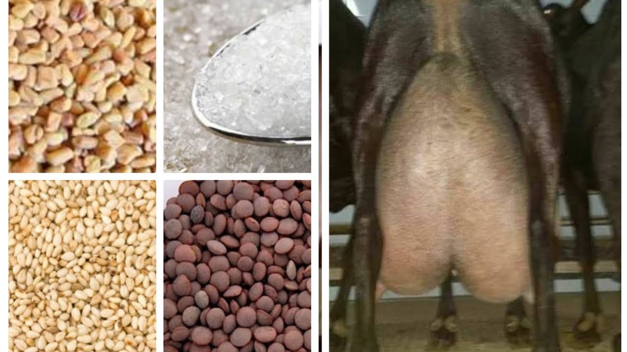 ازاي تزود اللبن عند الاغنام والماعز اعشاب من العطار وفي كل بيت