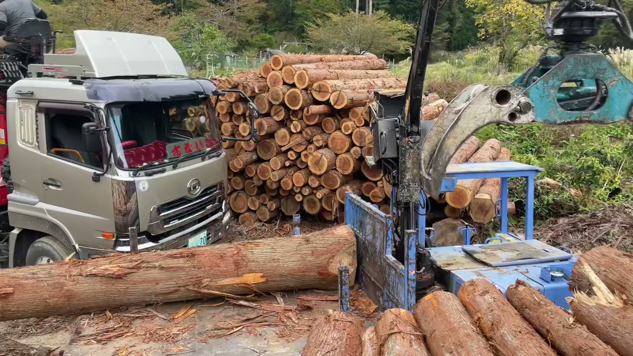 Cargando al camión 🚛🪵🪵🪵🌲🌲