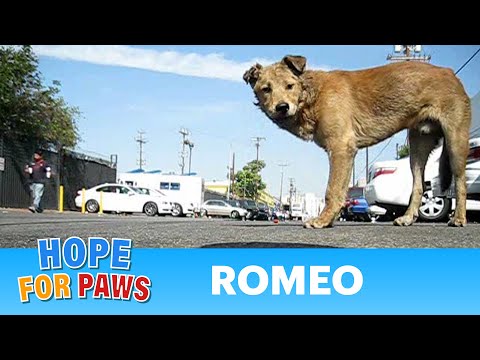Dog rescue: Goldie and Romeo (Part 2 of 2) - (By A...