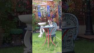 A morning at the bird table British garden wildlife nature sounds