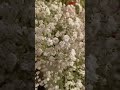 Gypsophila, Baby's breath #freshflowerarragement #flowrate #horticulture #horts