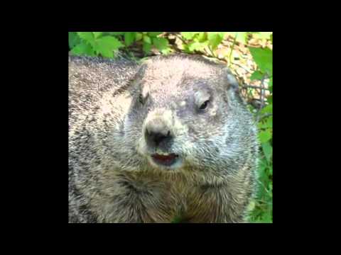 sonnerie marmotte sonnerie marmotte