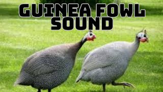 guinea fowl sound, guinea fowl song