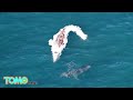 Des grands requins blancs dévorent la carcasse d'une baleine