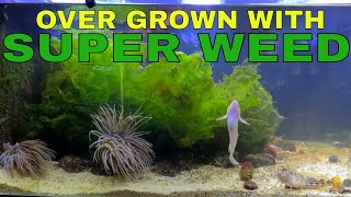 Native Welsh Marine Aquarium. @MARKSAQUATICS