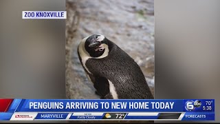 Zoo Knoxville closing early Tuesday for construction