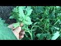 Обязательно проверяйте листья томатов во время пасынкования и подвязки! Ольга Чернова.