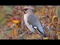 Свиристель (Bombycilla garrulus) | Film Studio Aves