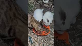 MEMBERI MAKAN ANAK KUCING YANG LAPAR #cat #catlovers #kucing
