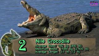 Top 10 Largest Living Reptiles