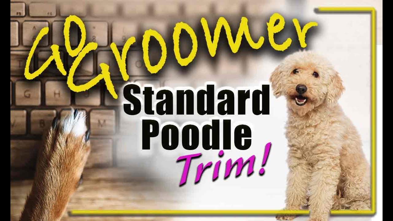 Complete Standard Poodle Trim YouTube