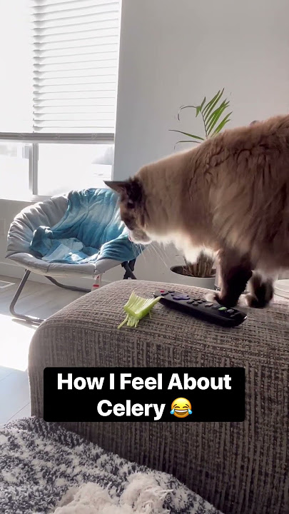 How I feel about celery 😂 #healthy #funnycatvideos #catvideos #cat