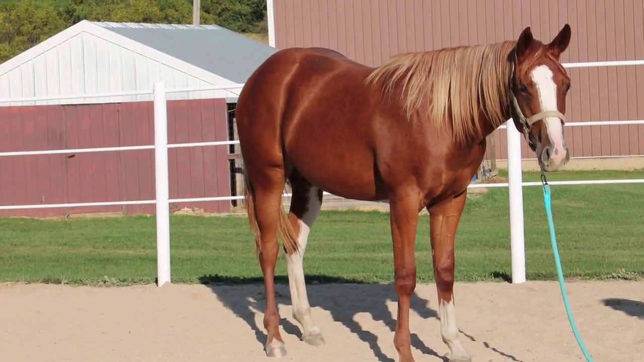 2016 APHA/AQHA mare by Hes A Cool Hotrod YouTube
