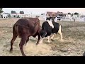 الريح الحمر و النار الريح الحمر و النار