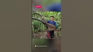 Tim Penyelamat Selamatkan Burung Kuau Raja Aceh yang Terancam Punah