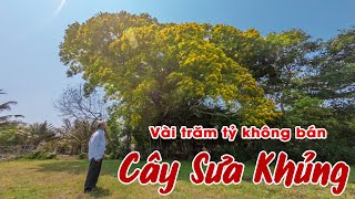 Cây Sưa ( Cây Giáng Hương ) LỚN NHẤT VIỆT NAM trị giá hàng trăm tỷ ra hoa như cây vàng