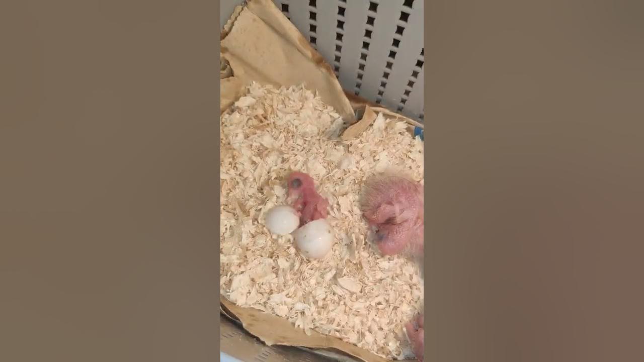 Hatching Green Cheek Conure YouTube