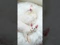 Sleeping vs Stunning 😻 White Maine Coon Kittens Kumo & Yuki Moments!