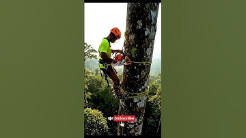 professional tree felling at height #lumberjack #chainsaw #workworld