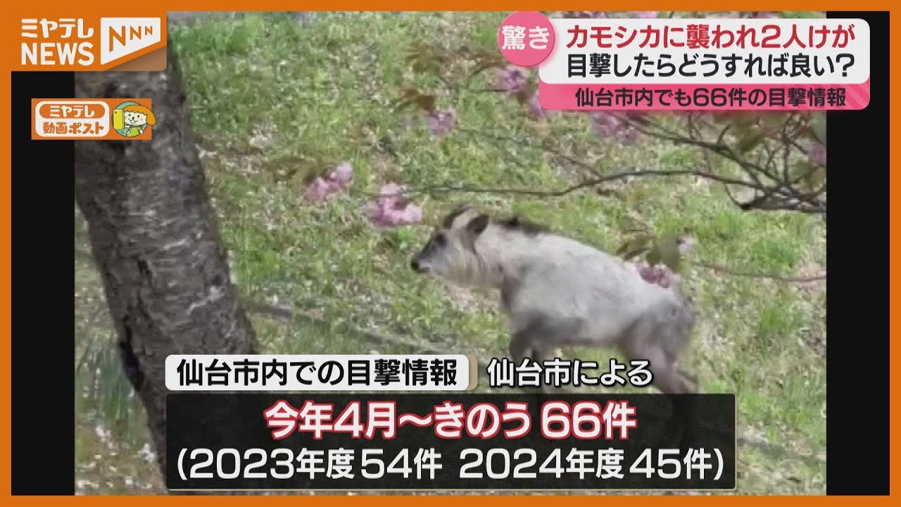 カモシカ 出会っ たら